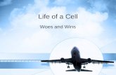 Life of a Cell