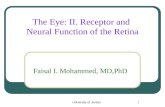 The Eye: II. Receptor and  Neural Function of the Retina