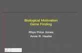 Biological Motivation Gene Finding