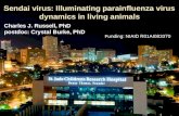 Sendai virus: Illuminating parainfluenza virus dynamics in living animals