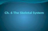 Ch. 6 The Skeletal System