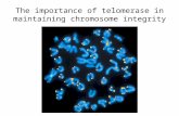 The importance of telomerase in maintaining chromosome integrity
