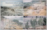 Incorporation of Vegetation Processes  in Hydrological Models