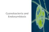 Cyanobacteria and Endosymbiosis