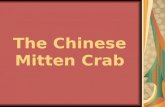 The Chinese Mitten Crab