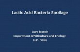 Lactic Acid Bacteria Spoilage