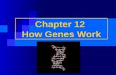Chapter 12  How Genes Work