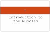 Introduction to the Muscles