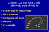 Chapter 12: The Cell Cycle  (How do cells divide?)