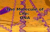 The Molecule of Life:  DNA