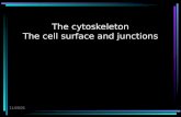 The cytoskeleton The cell surface and junctions