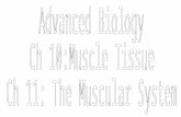 Advanced Biology Ch 10:Muscle Tissue Ch 11: The Muscular System