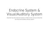 Endocrine System & Visual/Auditory System