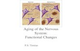 Aging of the Nervous System: Functional Changes