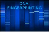 DNA  FINGERPRINTING