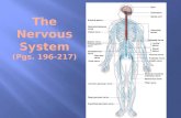 The Nervous System (Pgs. 196-217)