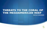 THREATS TO THE CORAL OF THE MESOAMERICAN REEF