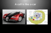 A cell is like a car