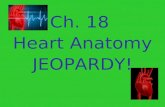 Ch. 18  Heart Anatomy JEOPARDY!