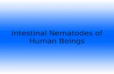 Intestinal Nematodes of Human Beings
