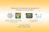 “Molecular mechanisms of speciation in  Aquilegia  &  Pachycladon ”