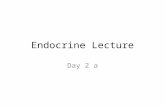 Endocrine Lecture