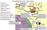 Regulating gene expression Goal is  controlling  Proteins How many? Where? How active?