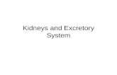 Kidneys and Excretory System