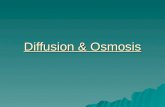 Diffusion & Osmosis