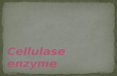 Cellulase enzyme