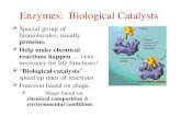 Enzymes:  Biological Catalysts