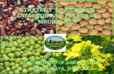 STRATEGY TO ENHANCE OILSEEDS AND PULSES IN MEGHALAYA