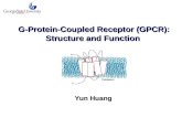 G-Protein-Coupled Receptor (GPCR): Structure and Function