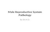 Male Reproductive System Pathology