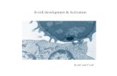 B-cell development & Activation