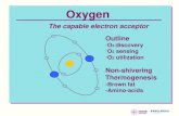Outline O 2  discovery O 2  sensing  O 2  utilization Non-shivering  Thermogenesis -Brown fat