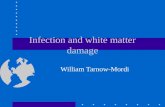 Infection and white matter damage