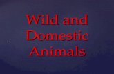 Wild  and Domestic Animals