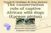 The conservation role of captive African wild dogs ( Lycaon pictus )