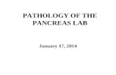 PATHOLOGY OF THE PANCREAS LAB