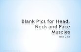 Blank Pics  for Head, Neck and Face Muscles