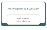 Mechanism of Evolution