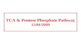 TCA & Pentose Phosphate Pathway  12/01/2009