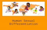Human Sexual Differentiation