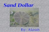 Sand Dollar
