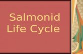 Salmonid Life Cycle