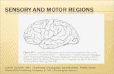 Sensory and Motor Regions