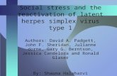 Social stress and the reactivation of latent herpes simplex virus type 1