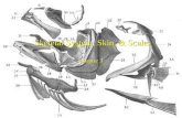 Skeletal System, Skin, & Scales Chapter 3