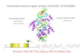 Homeobox leucine zipper protein 9 (HAT9) -AT2G22800